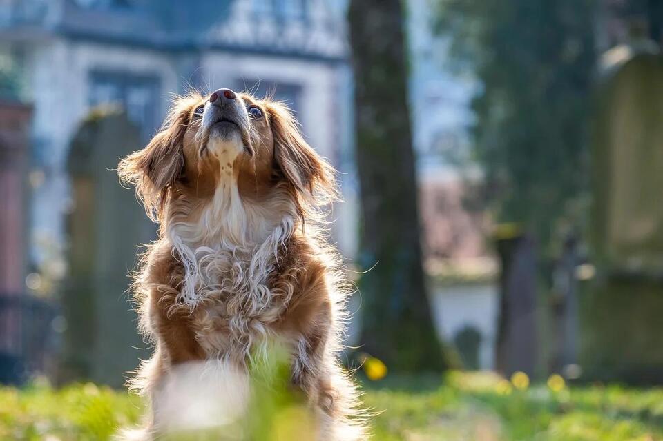 Dog Bonding Quirks No One Warns You About