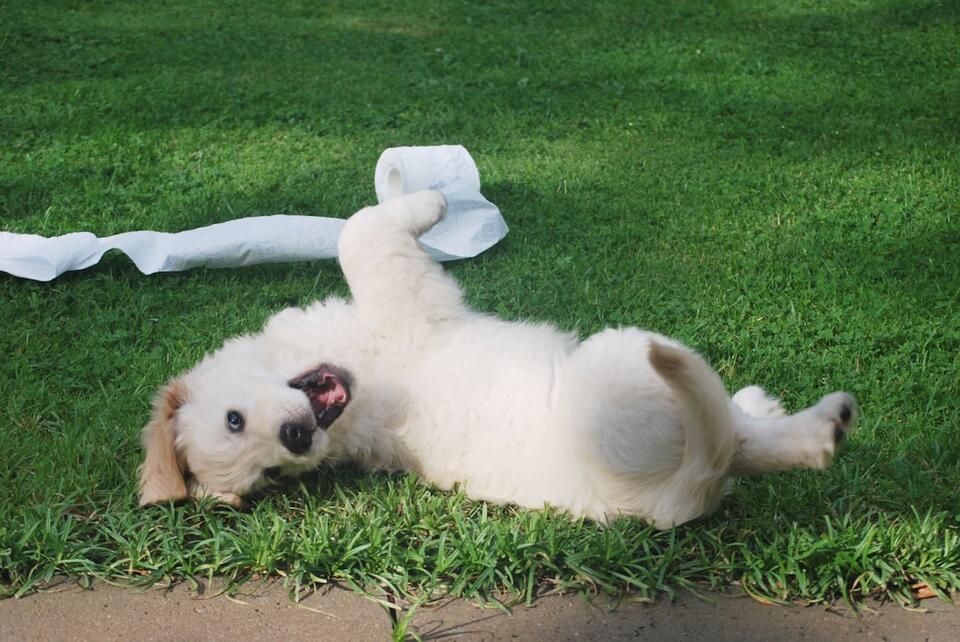 Dog Bonding Quirks No One Warns You About