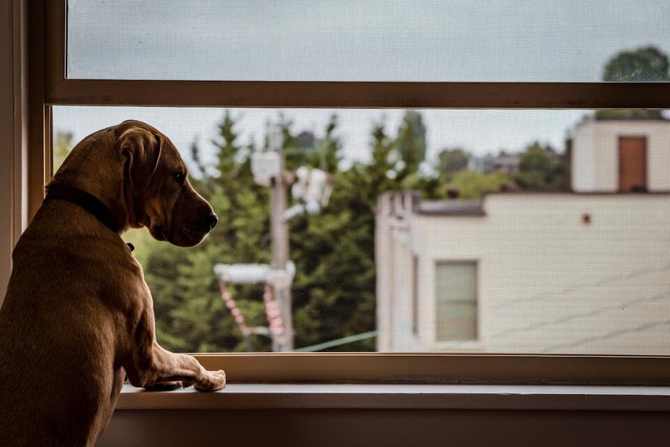 Dog Bonding Quirks No One Warns You About
