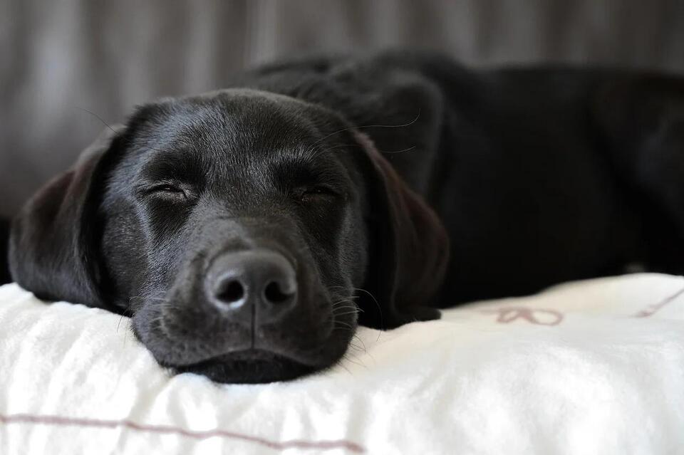 Dog Bonding Quirks No One Warns You About