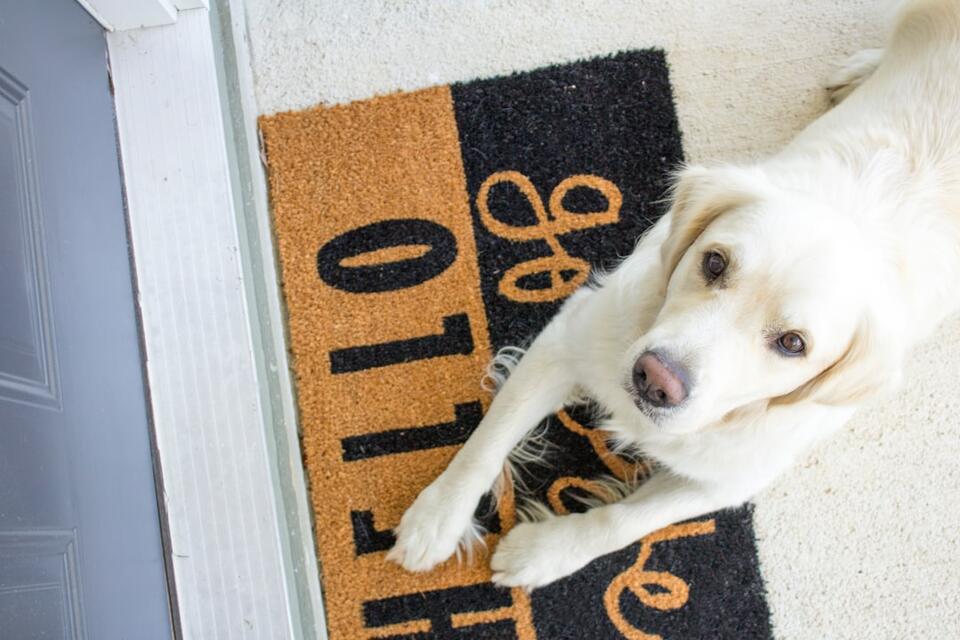 Dog Bonding Quirks No One Warns You About