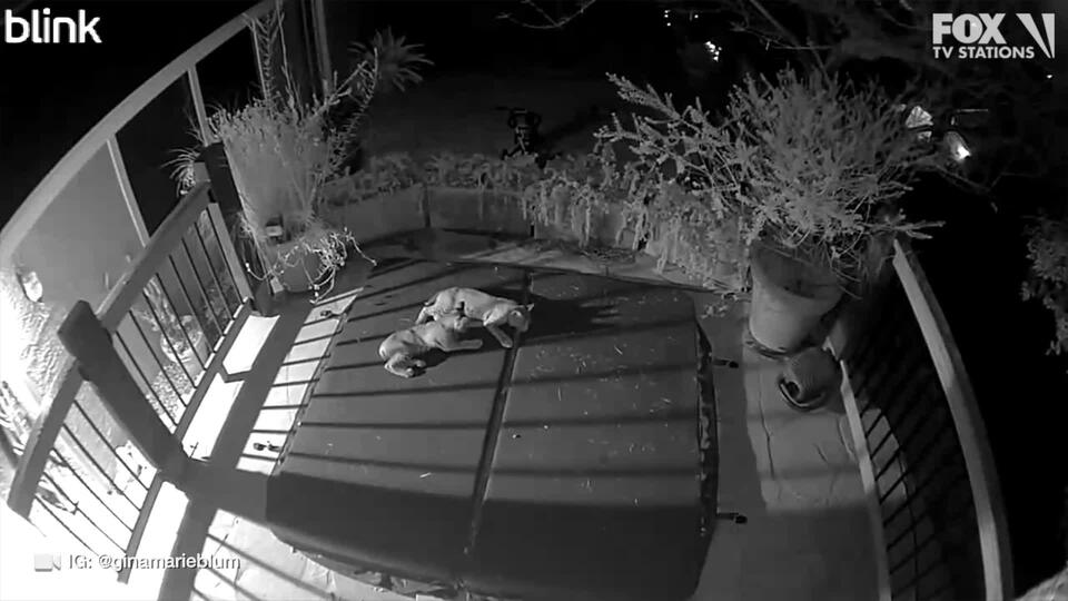 Bobcat family’s backyard sleepover in Saugus