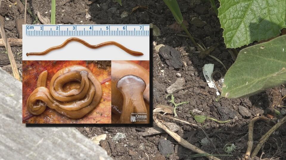 Hammerhead worms: Maine’s new garden invader