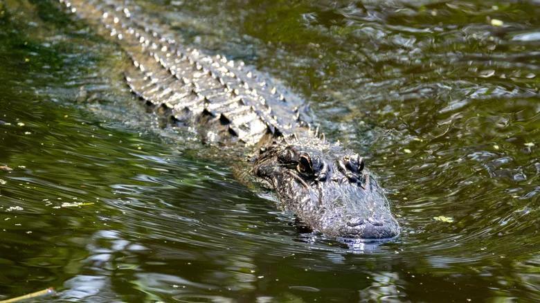 LaPlace’s seafood and swamp adventures await
