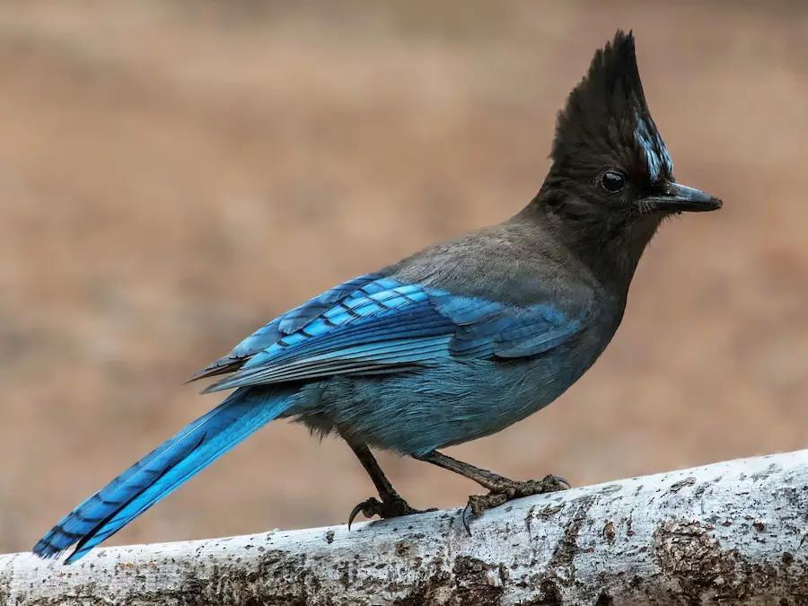 Oregon’s most clever and colorful jays