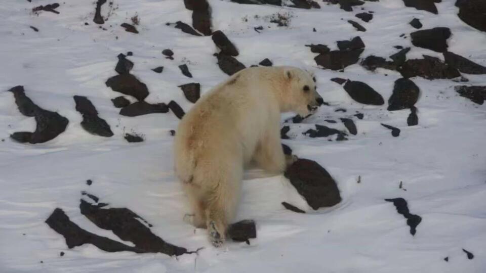 Meet the OG Grolar Bear Mama