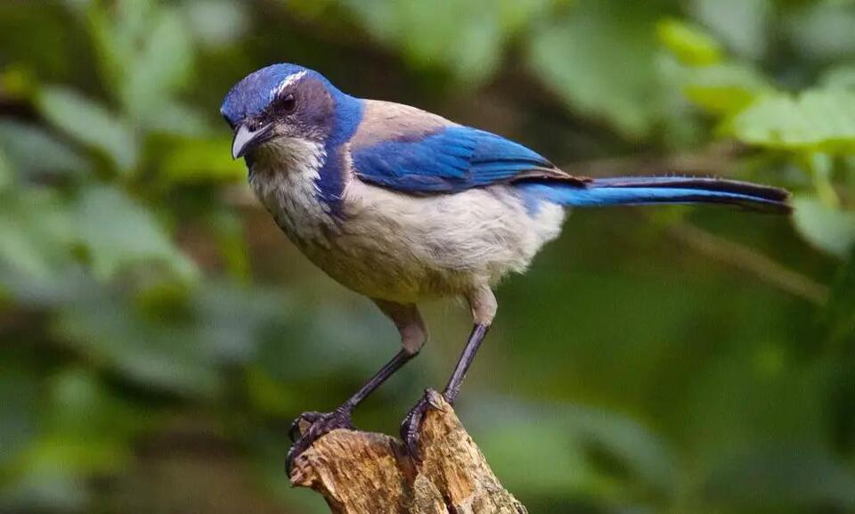 Oregon’s most clever and colorful jays
