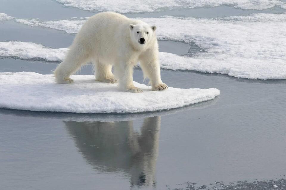Meet the OG Grolar Bear Mama