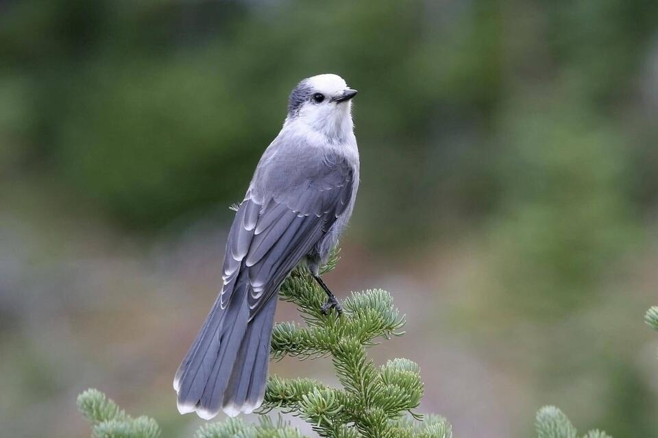 Oregon’s most clever and colorful jays