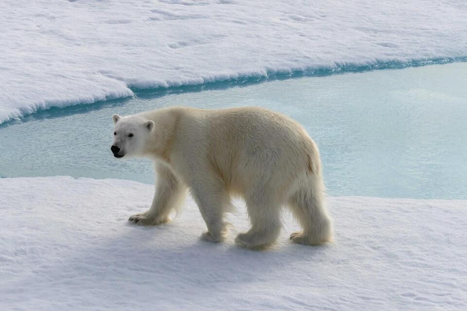 Meet the OG Grolar Bear Mama