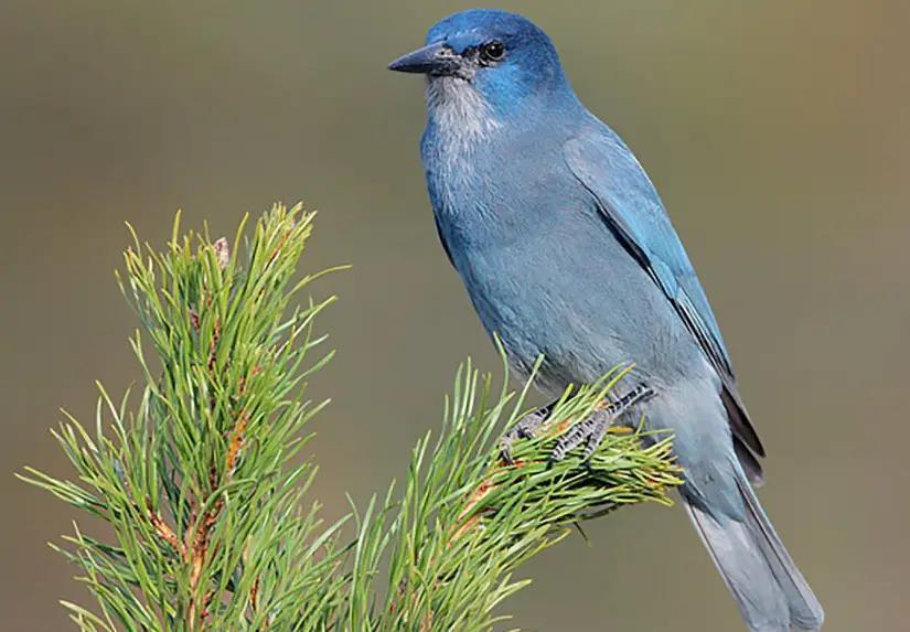 Oregon’s most clever and colorful jays