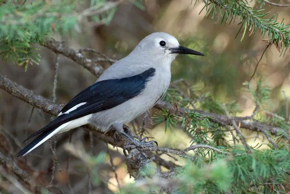 Oregon’s most clever and colorful jays