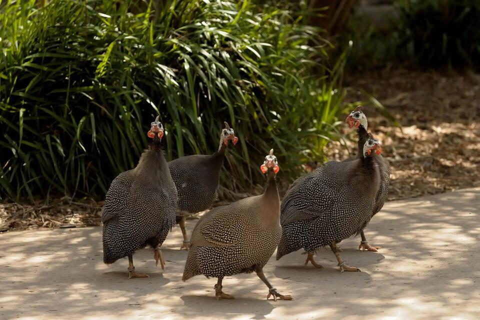 These Birds Pant Like Dogs?!