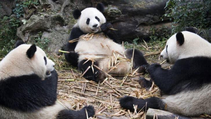 Wild Comebacks: Endangered Animals Thriving Again