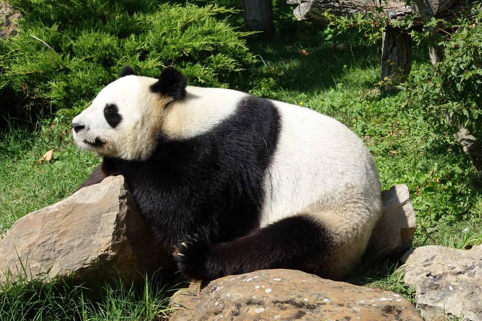 Wild Comebacks: Endangered Animals Thriving Again