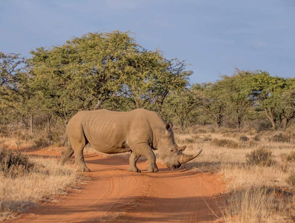 Wild Comebacks: Endangered Animals Thriving Again