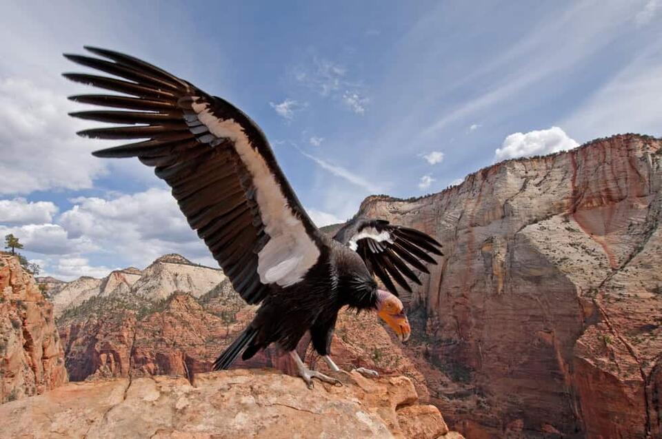 Wild Comebacks: Endangered Animals Thriving Again
