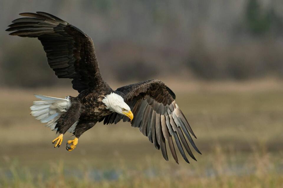 Wild Comebacks: Endangered Animals Thriving Again