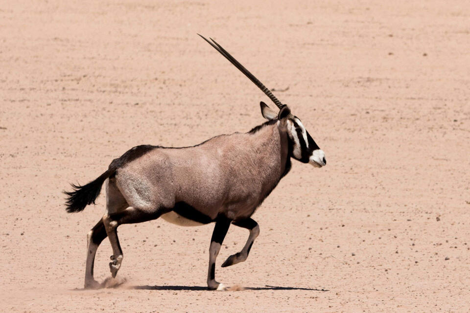Wild Comebacks: Endangered Animals Thriving Again