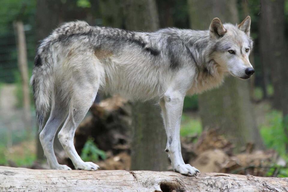 Wild Comebacks: Endangered Animals Thriving Again