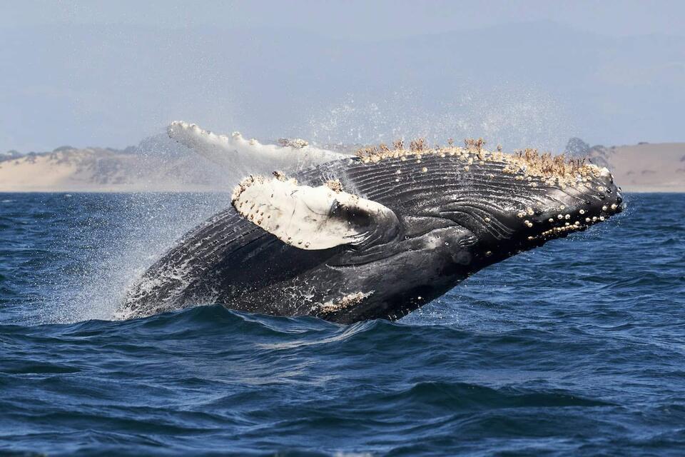 Wild Comebacks: Endangered Animals Thriving Again