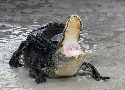 Wild Comebacks: Endangered Animals Thriving Again