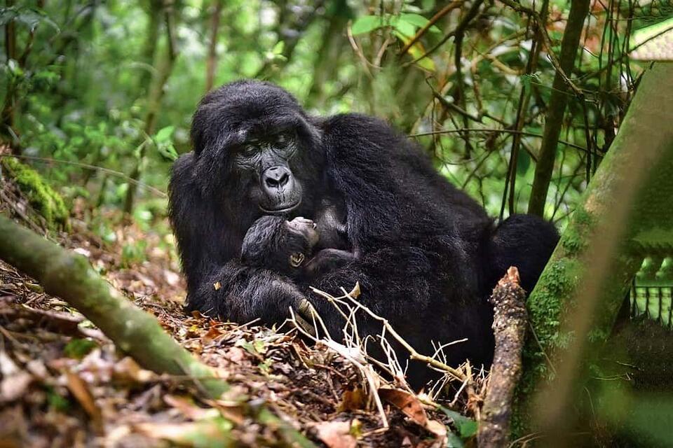 Wild Comebacks: Endangered Animals Thriving Again
