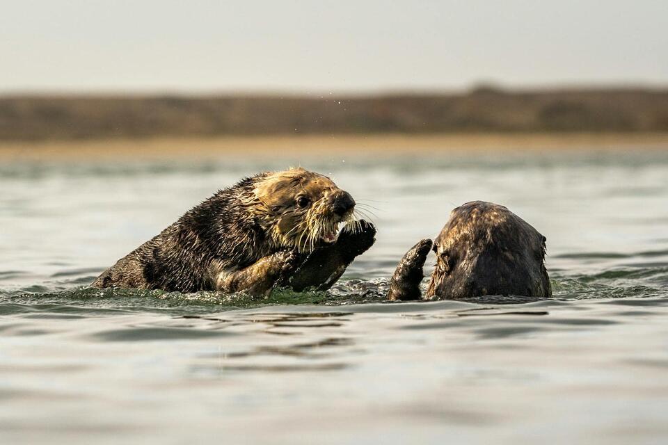 Wild Comebacks: Endangered Animals Thriving Again