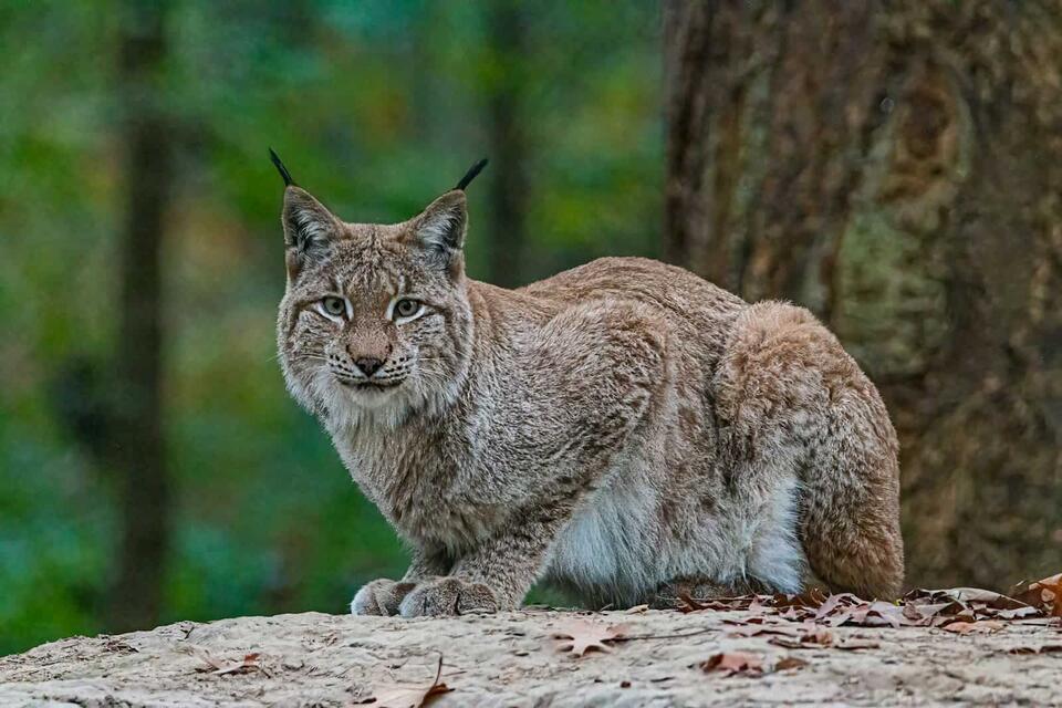 Wild Comebacks: Endangered Animals Thriving Again