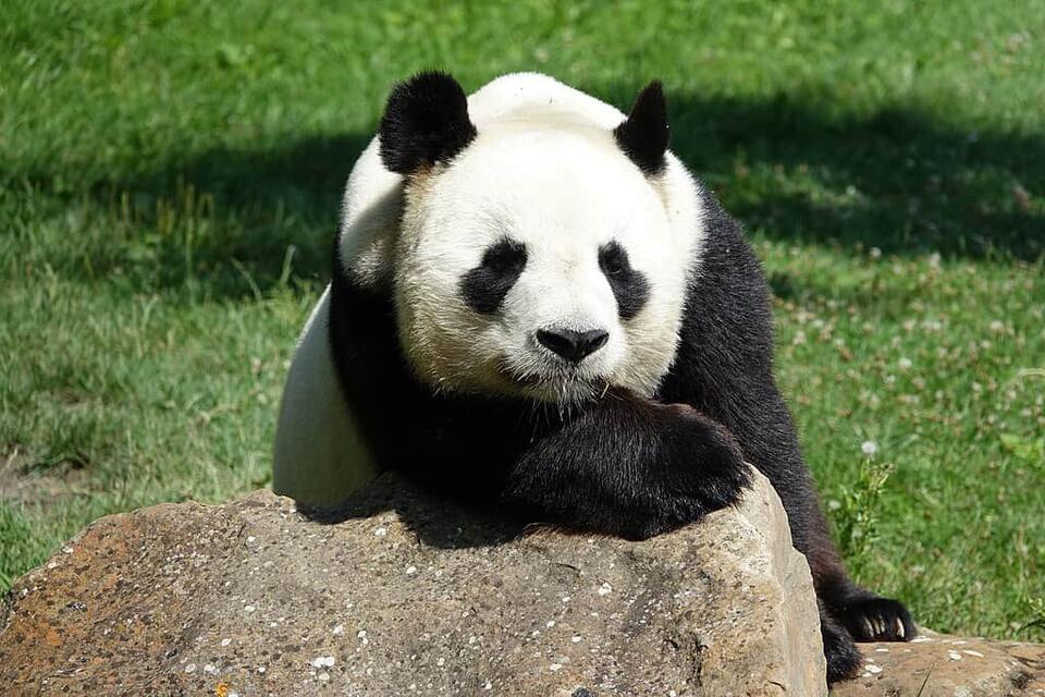 Wild Comebacks: Endangered Animals Thriving Again