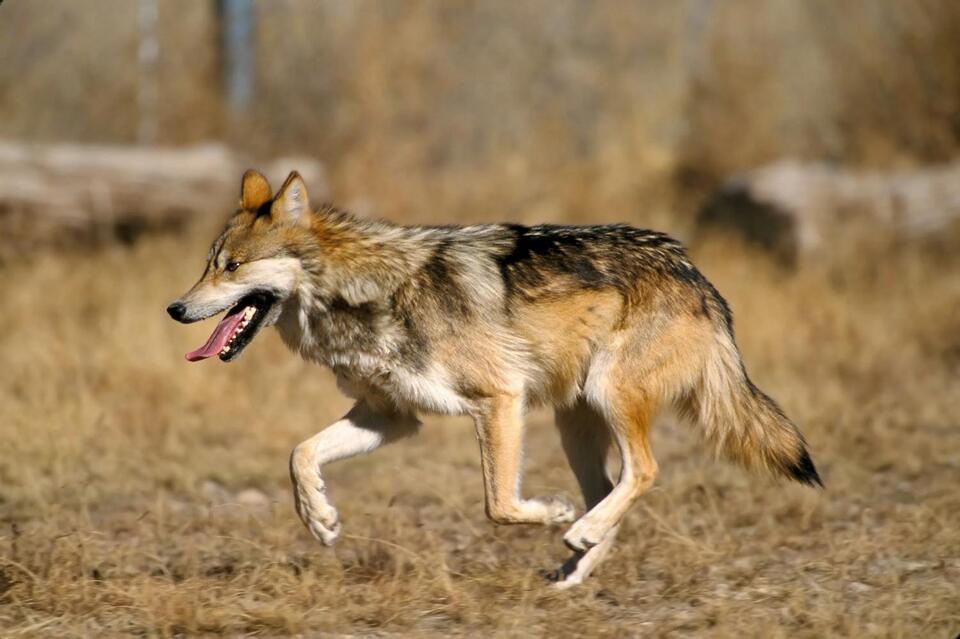 Asha’s wild return shakes up New Mexico