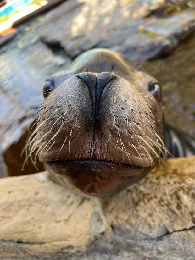 Denver mourns beloved sea lion Nick