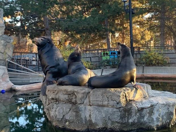 Denver mourns beloved sea lion Nick