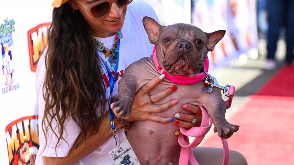 Petunia wins 'World’s Ugliest Dog' crown