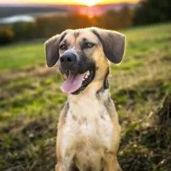 Fresno’s overlooked rescue dogs need us