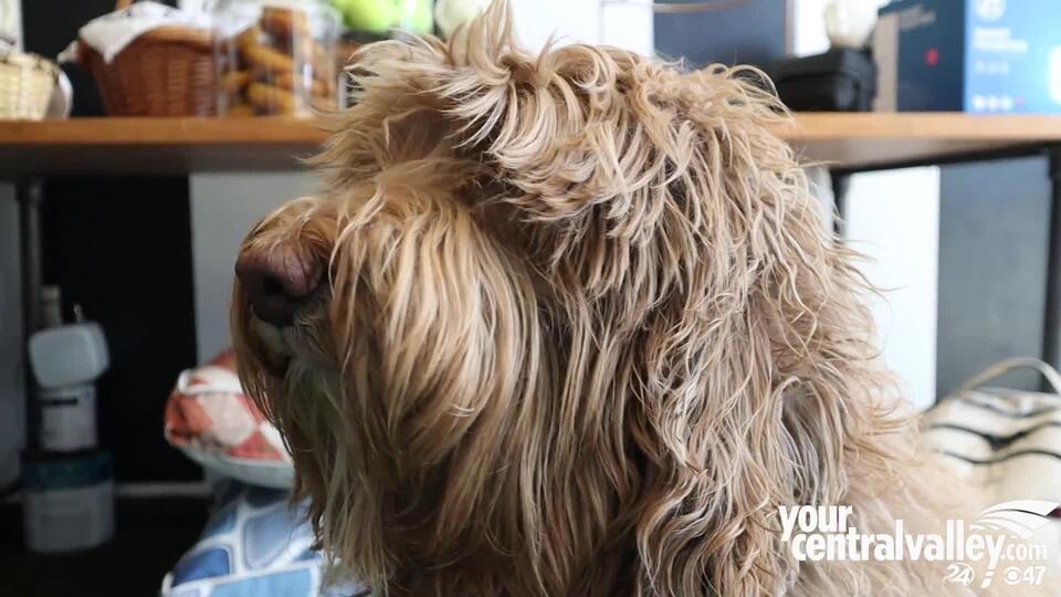 Downtown Fresno’s new spot for dog lovers