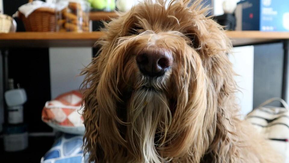 Downtown Fresno’s new spot for dog lovers