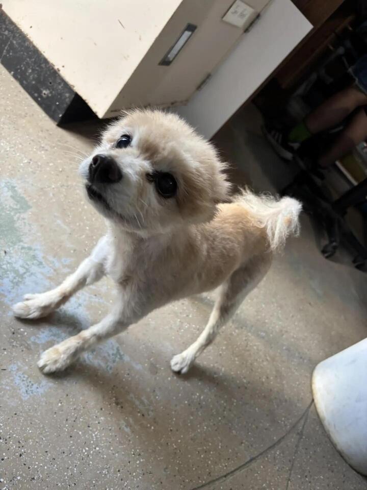 Fresno’s overlooked rescue dogs need us