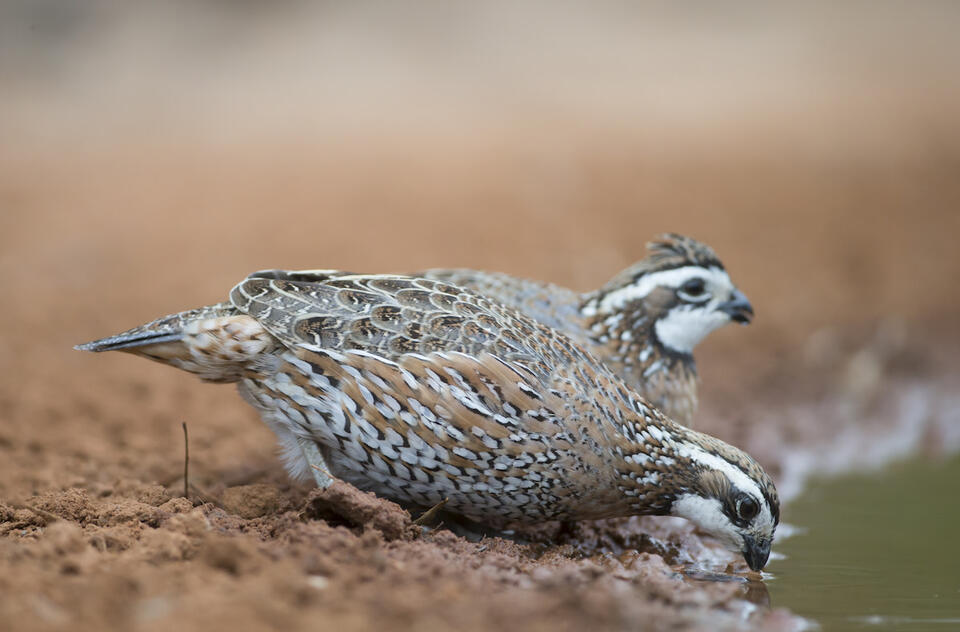 Lady Porg the Quail: Real-Life Star Wars Porg? 🐦