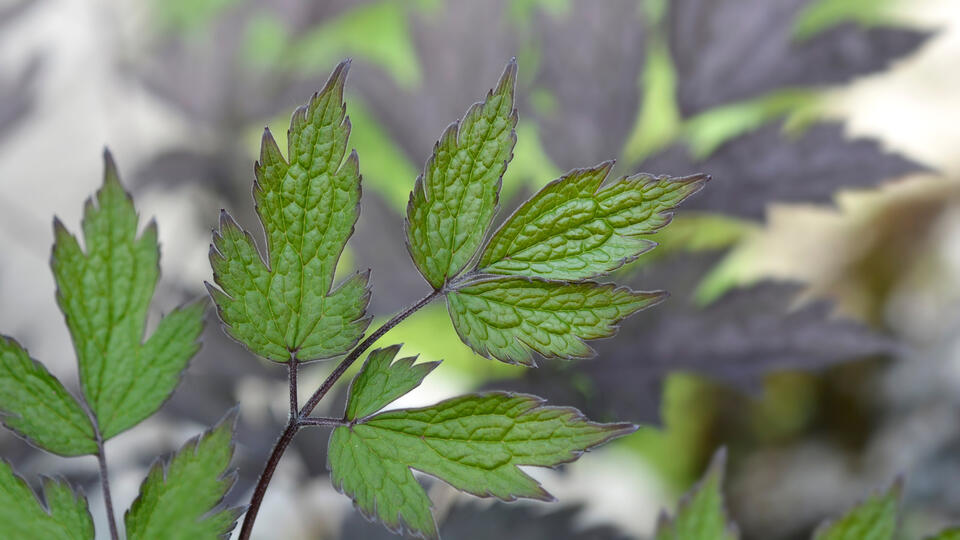 This Shade Plant is a Total Game-Changer