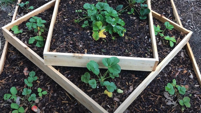 Coffee Grounds = Secret Garden Hack?