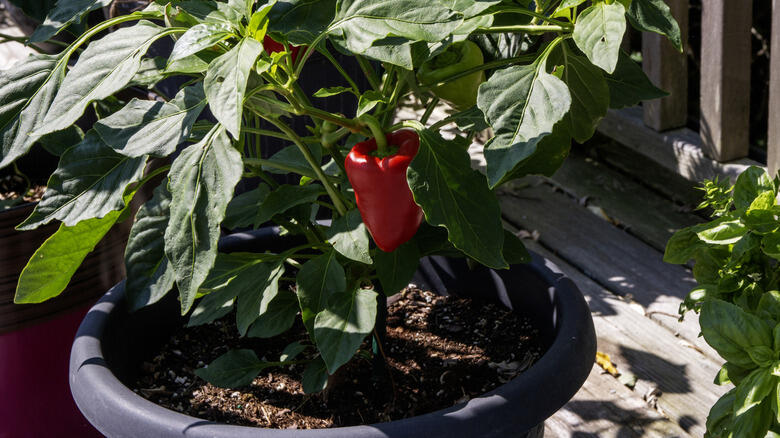 Coffee Grounds = Secret Garden Hack?