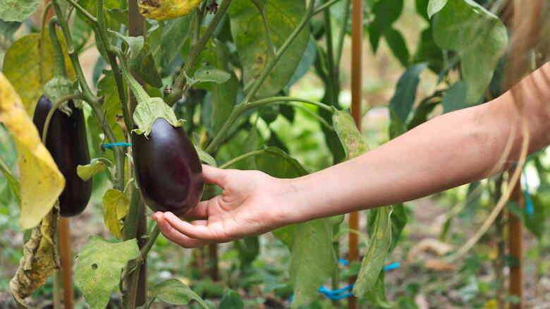 Coffee Grounds = Secret Garden Hack?