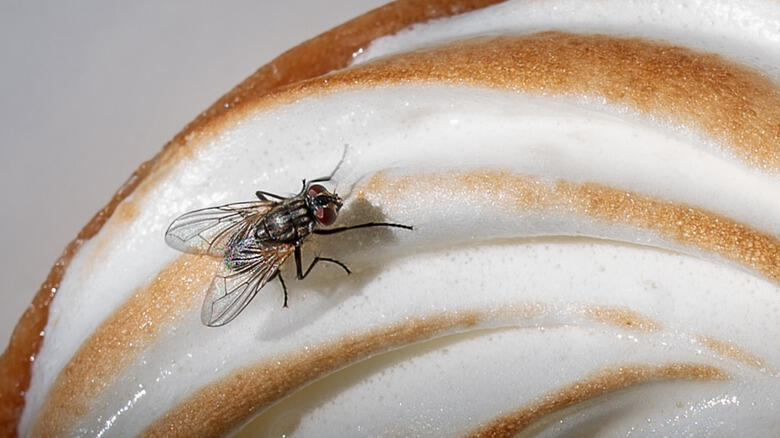 Basil: The Secret Fly Repellent