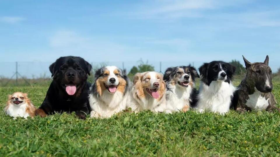 Colorado’s top dog breeds revealed!