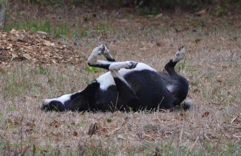 Dog Habits You Should Totally Let Happen