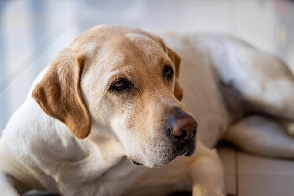 Dog Habits You Should Totally Let Happen