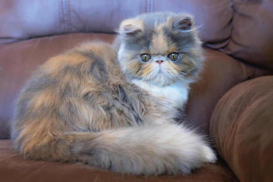 Martha Stewart’s Cat Crew Is Too Cute