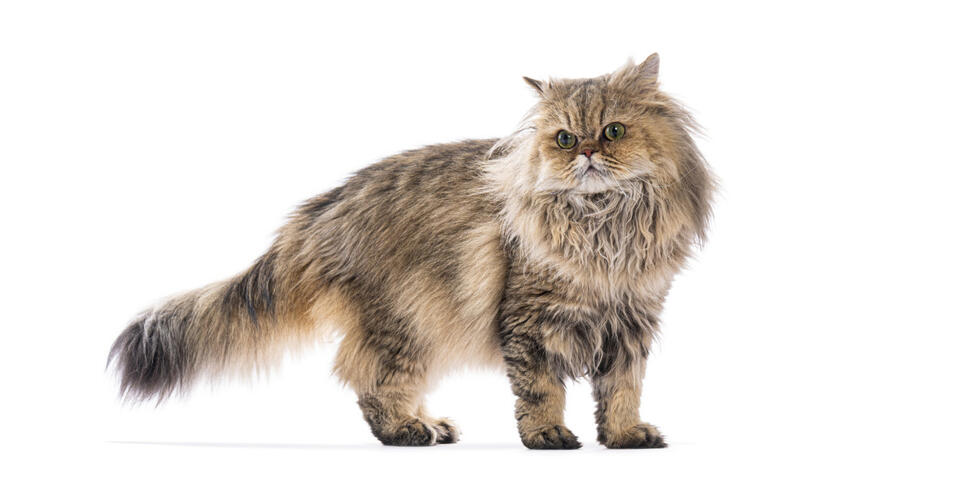 Martha Stewart’s Cat Crew Is Too Cute