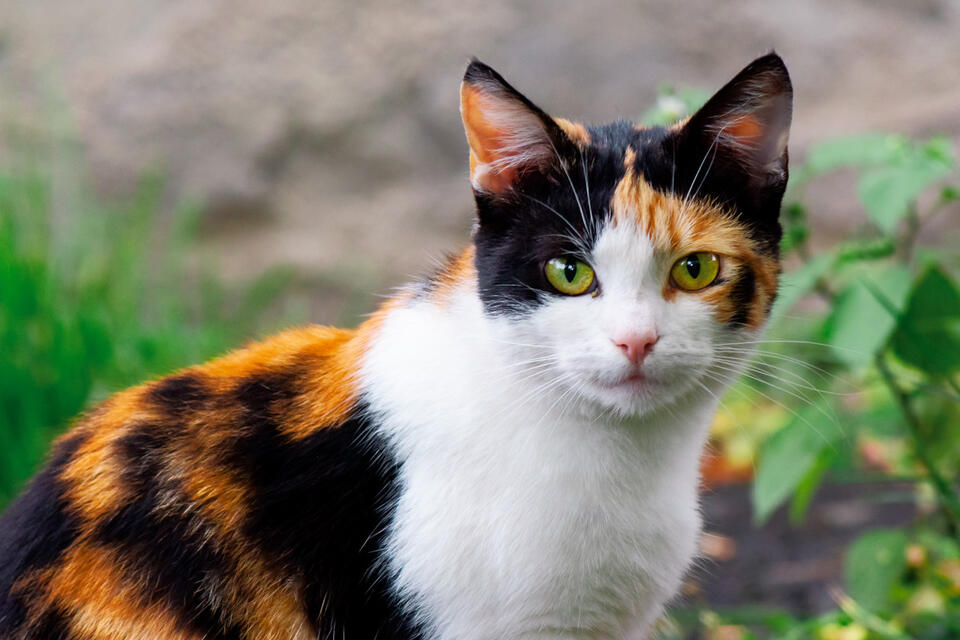 Martha Stewart’s Cat Crew Is Too Cute